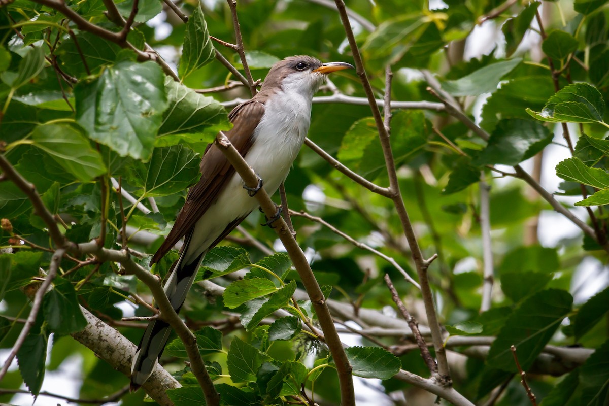 Yellow-billed Cuckoo - Carole Rose