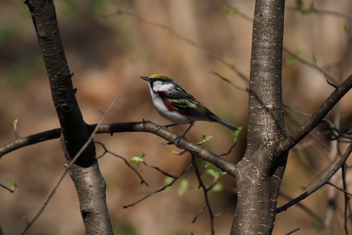 Chestnut-sided Warbler - ML100884511