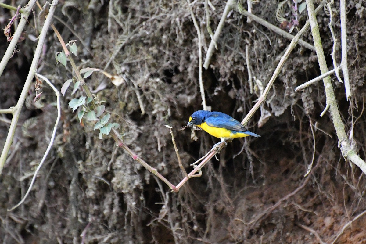 Yellow-throated Euphonia - ML100884751