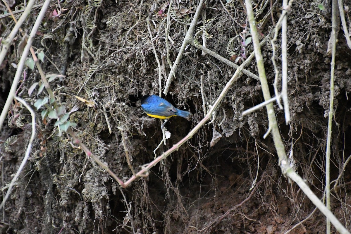 Yellow-throated Euphonia - ML100884761