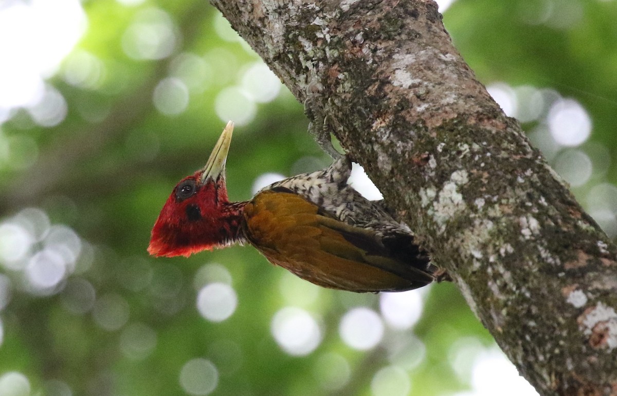 Red-headed Flameback - Bruce Purdy