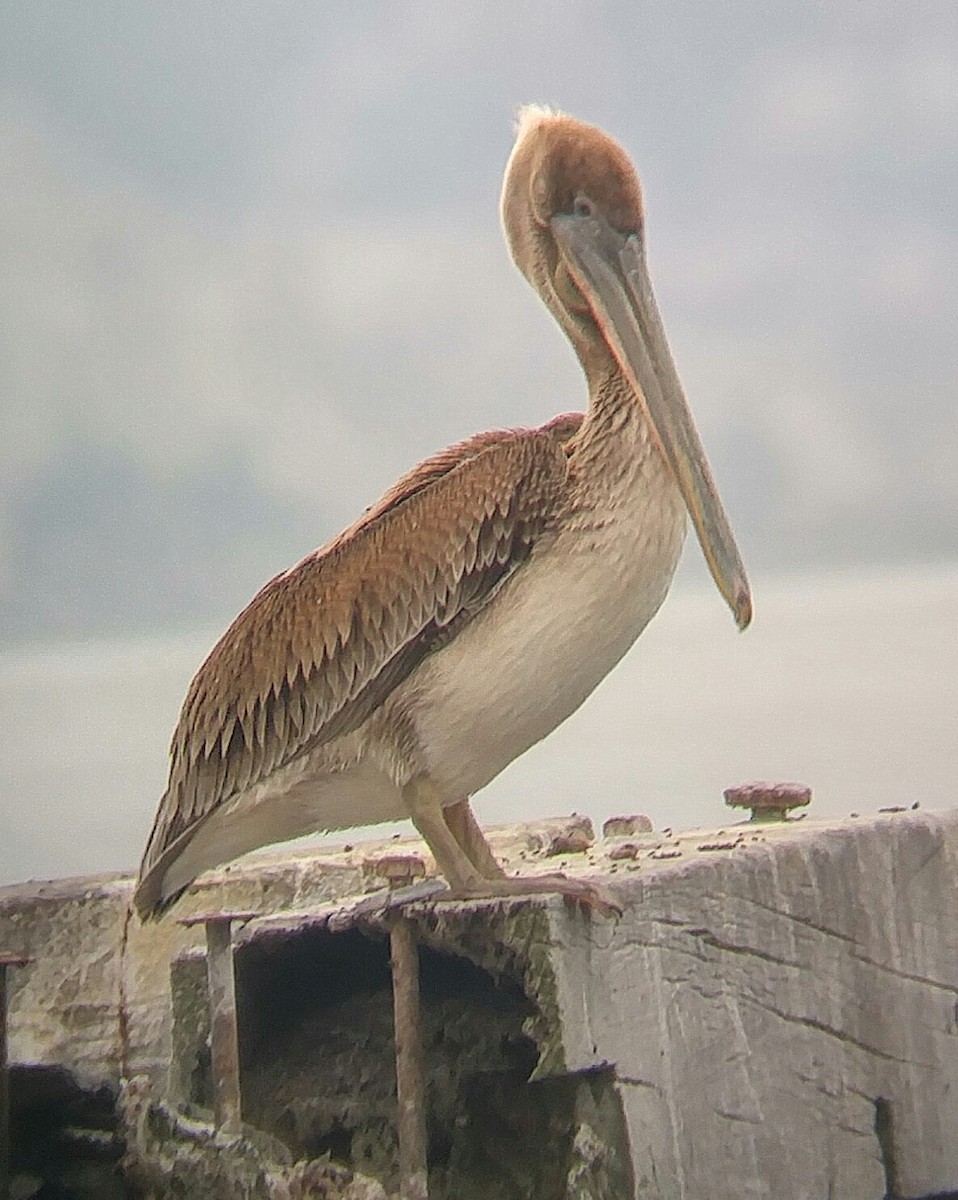 Brown Pelican - ML100886401