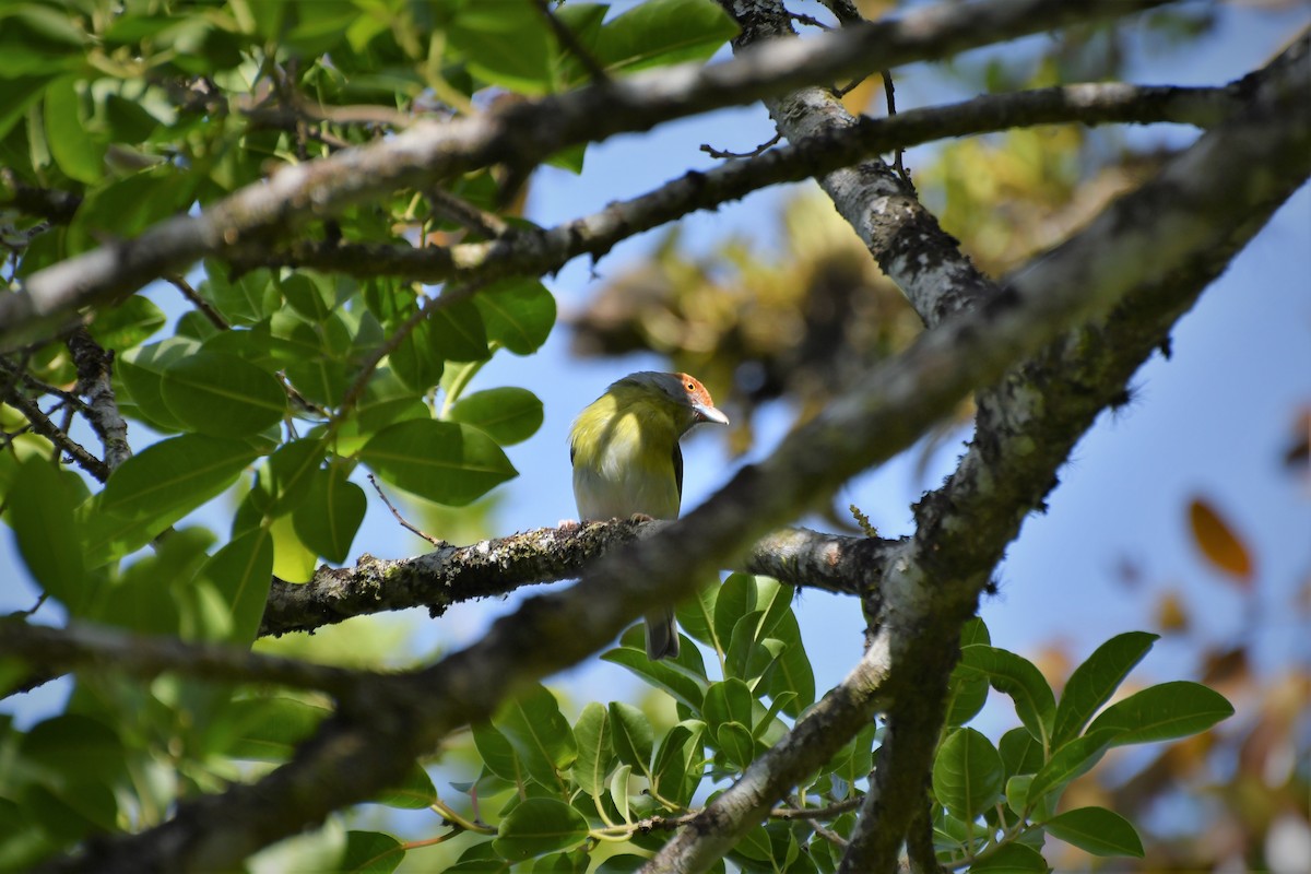 Rufous-browed Peppershrike - ML100886861