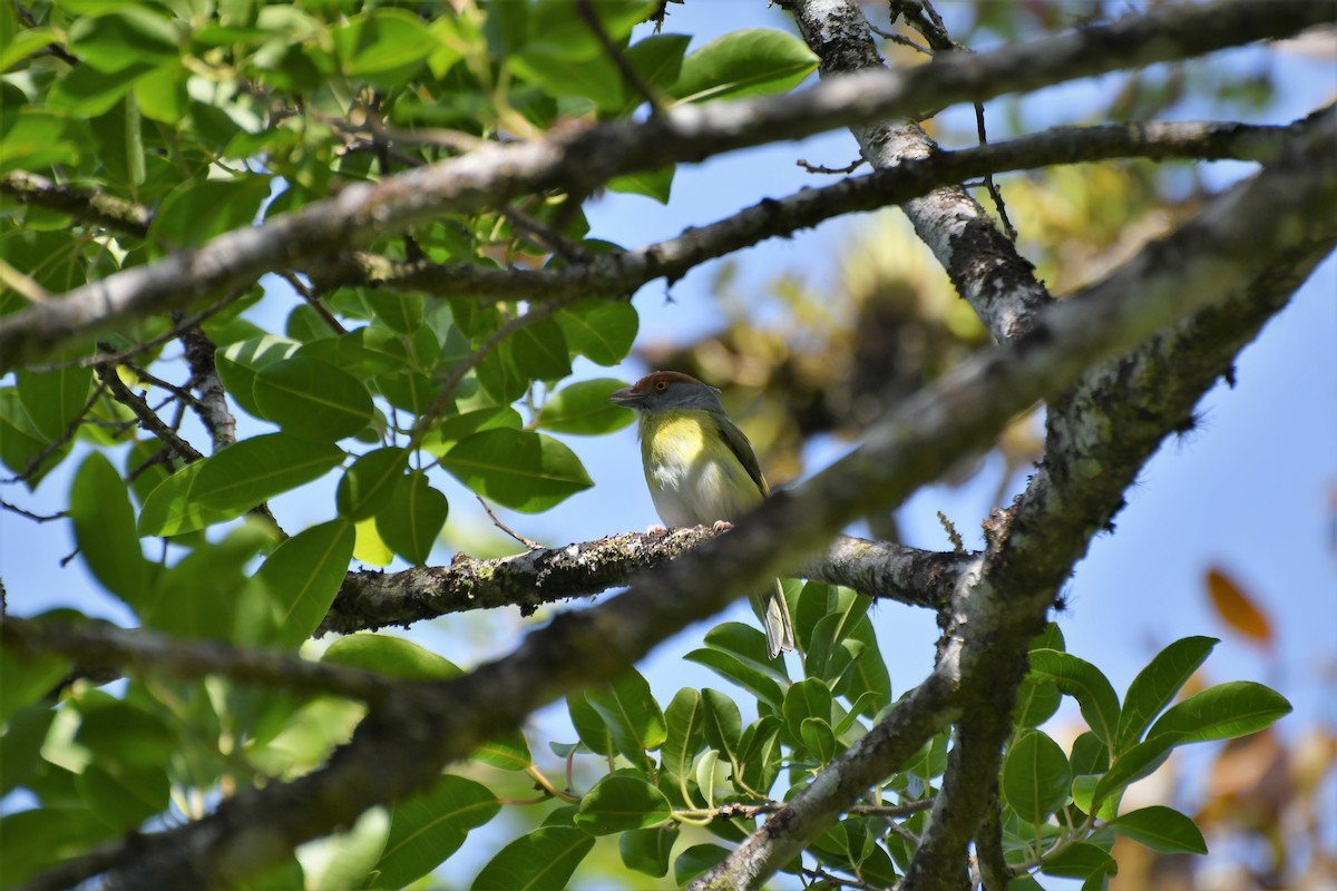 Rufous-browed Peppershrike - ML100886871