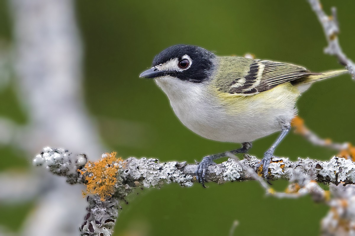 Black-capped Vireo - Bradley Hacker 🦜