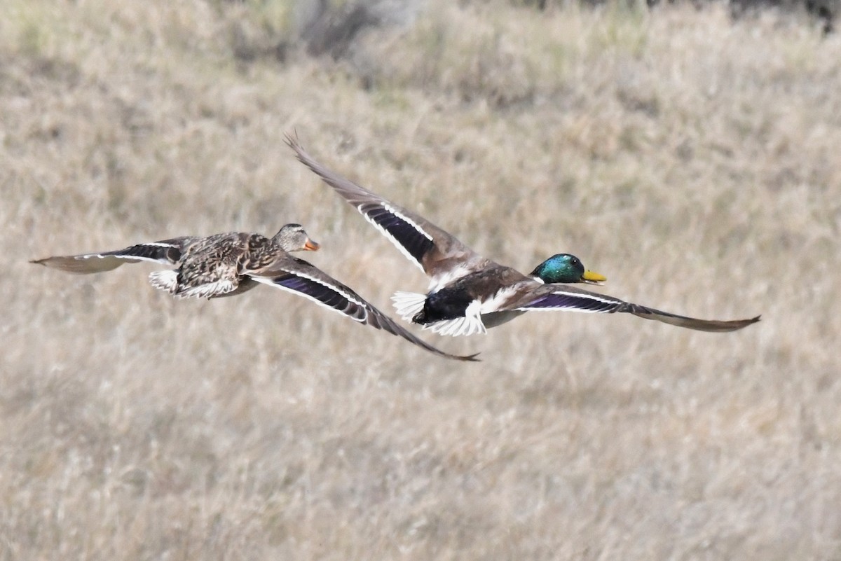 Mallard - Cathryn Dippo