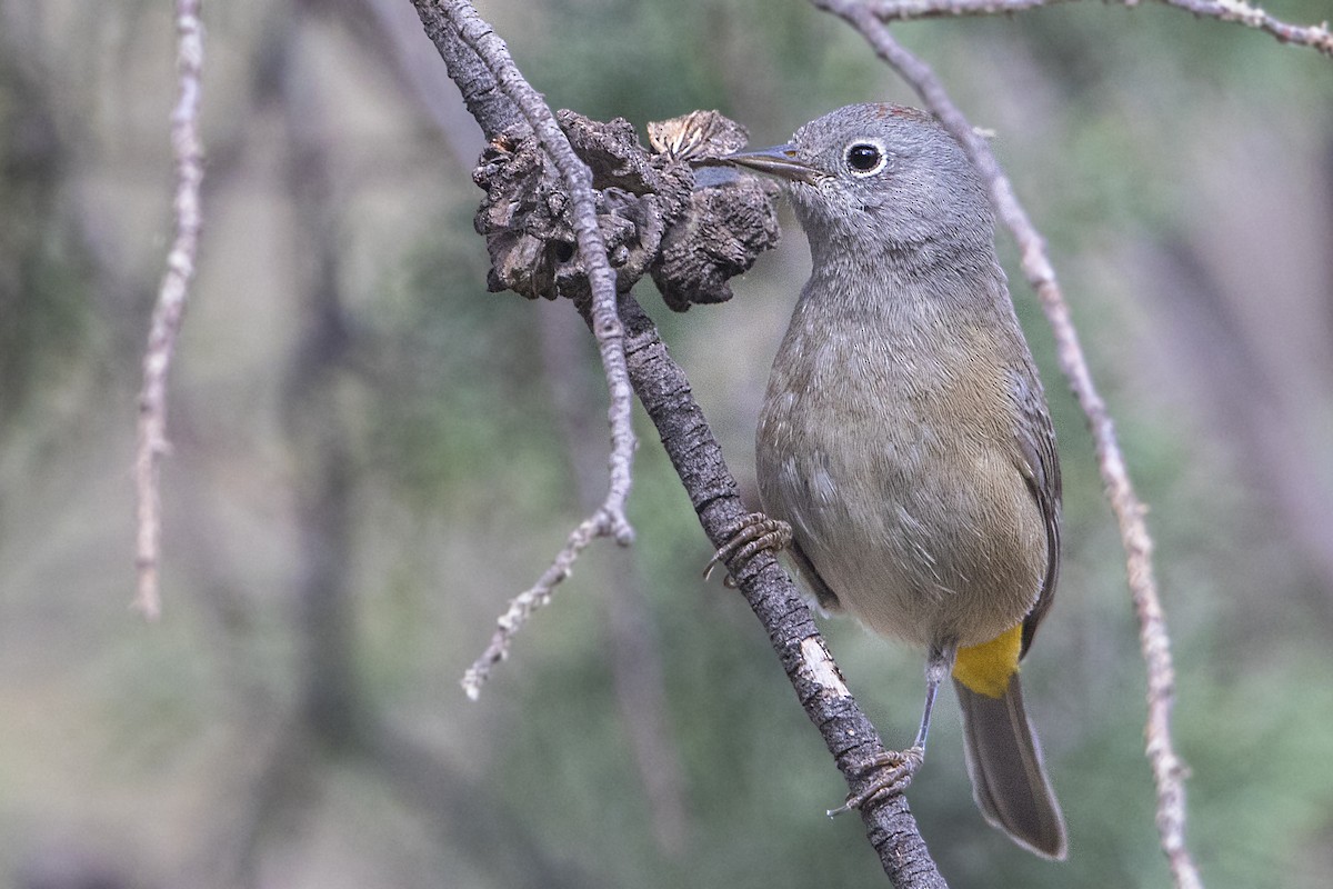 Colima Warbler - ML100891511