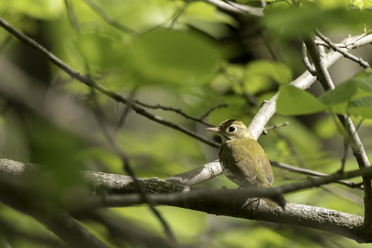 Ovenbird - ML100893571