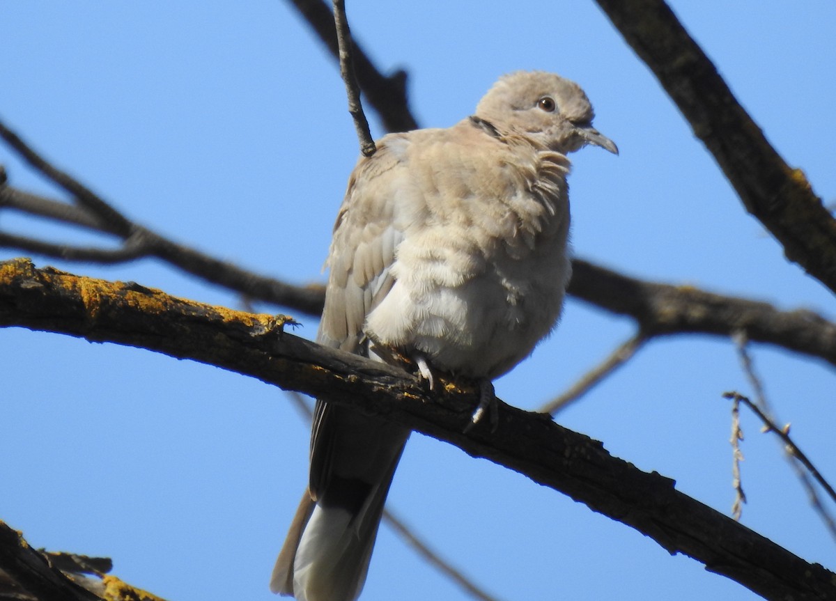 Eurasian Collared-Dove - ML100893971