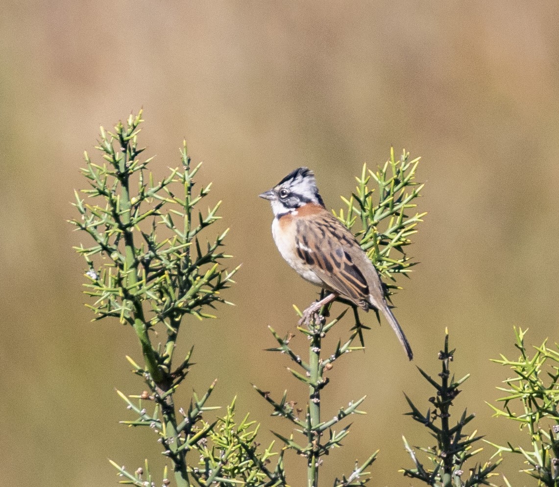 Rufous-collared Sparrow - ML100894571