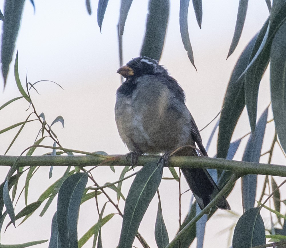 Golden-billed Saltator - ML100894771