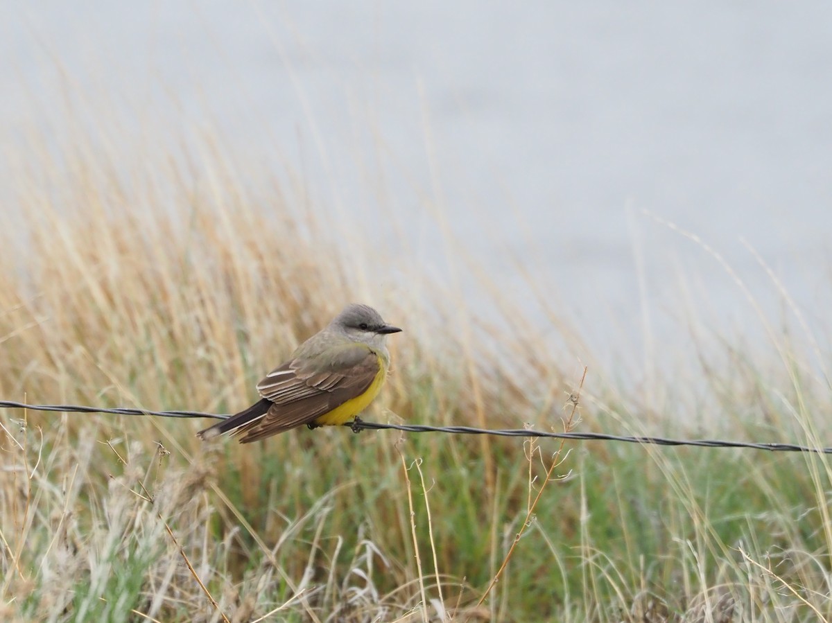 Western Kingbird - ML100896061