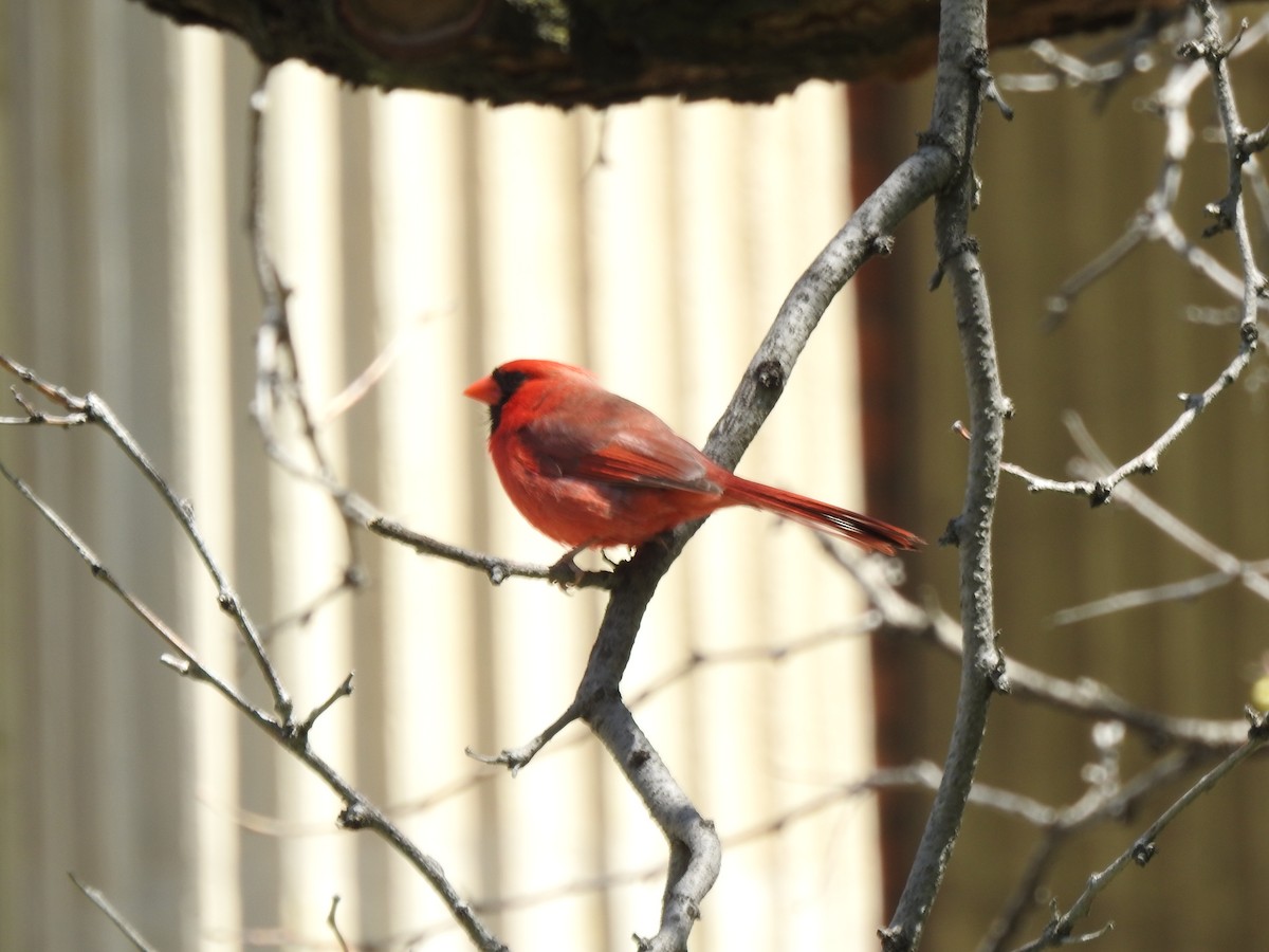 Cardinal rouge - ML100896291
