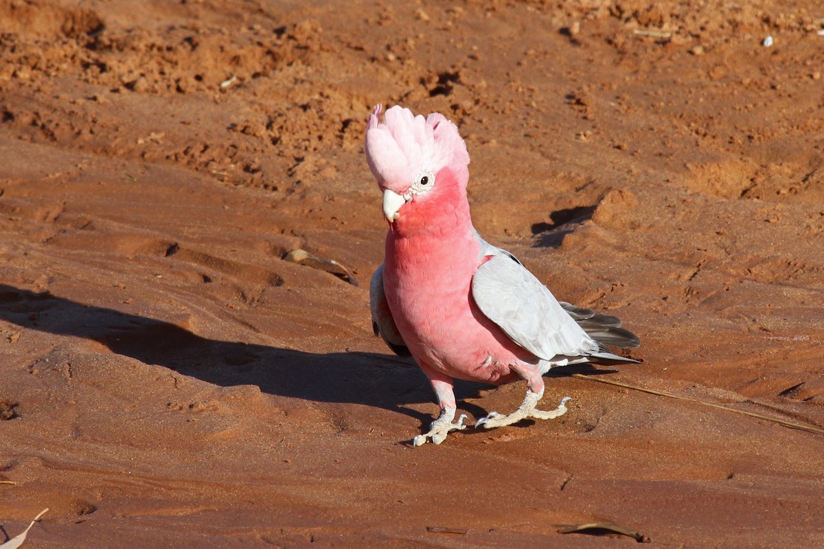 Galah - ML100897321