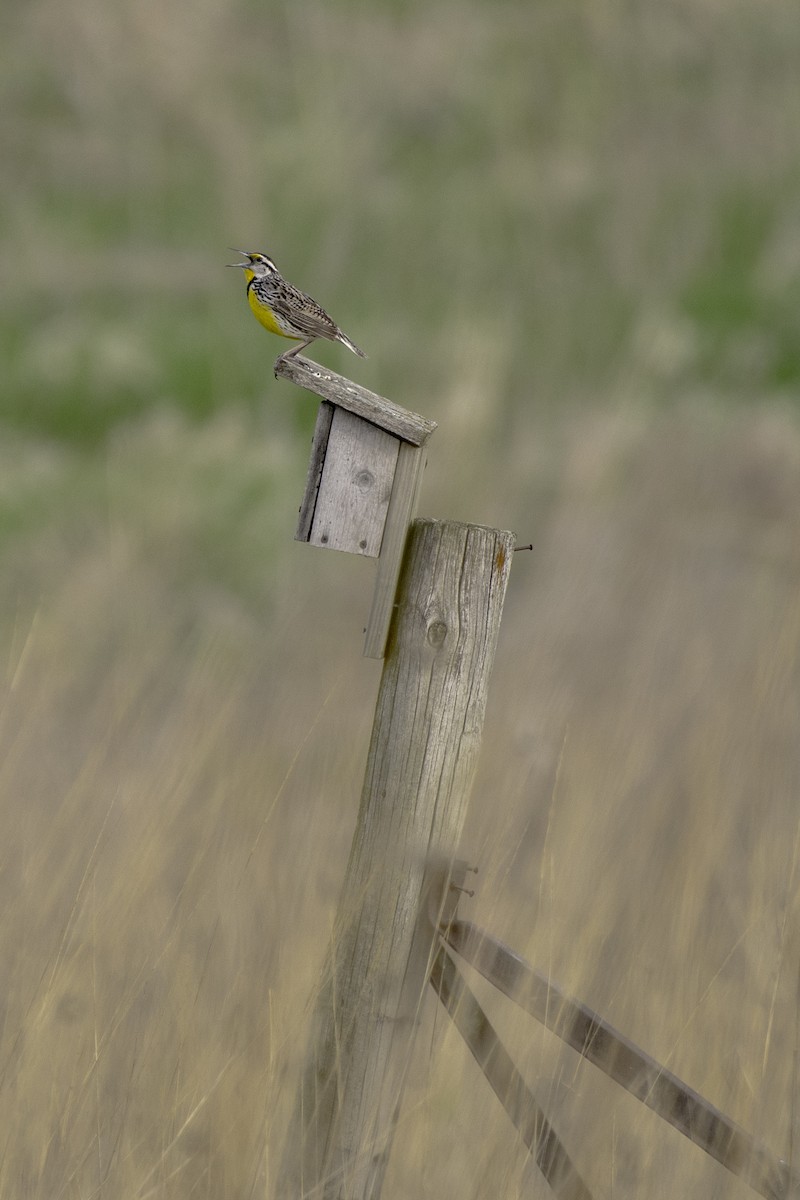 Eastern Meadowlark - Jason Daley