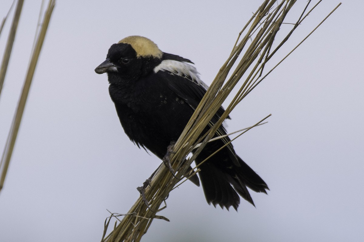 bobolink - ML100897621