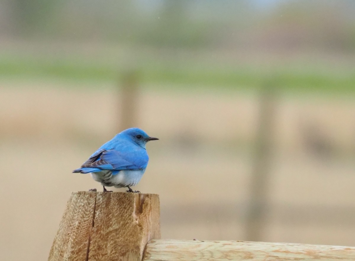 Mountain Bluebird - ML100898311