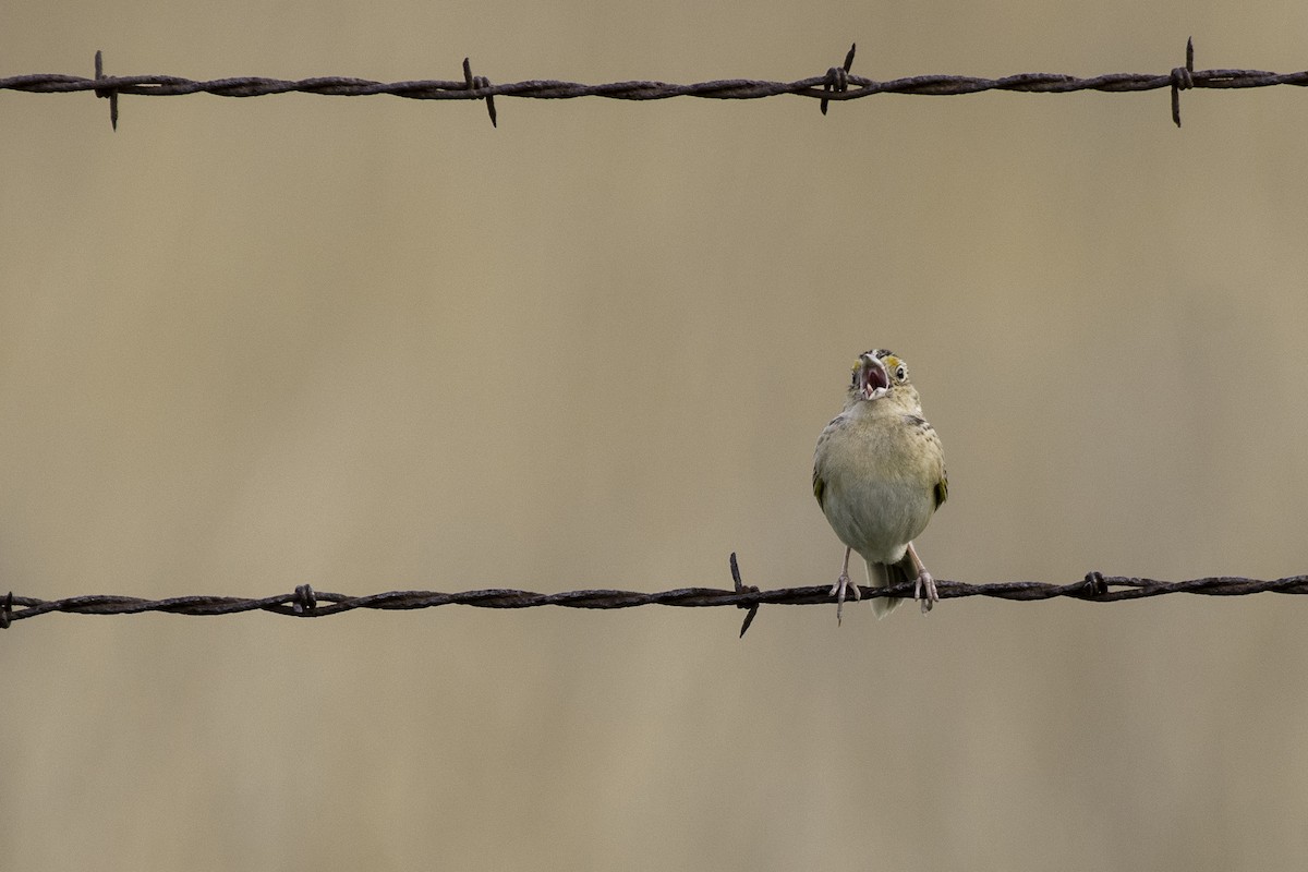 Grasshopper Sparrow - ML100898491