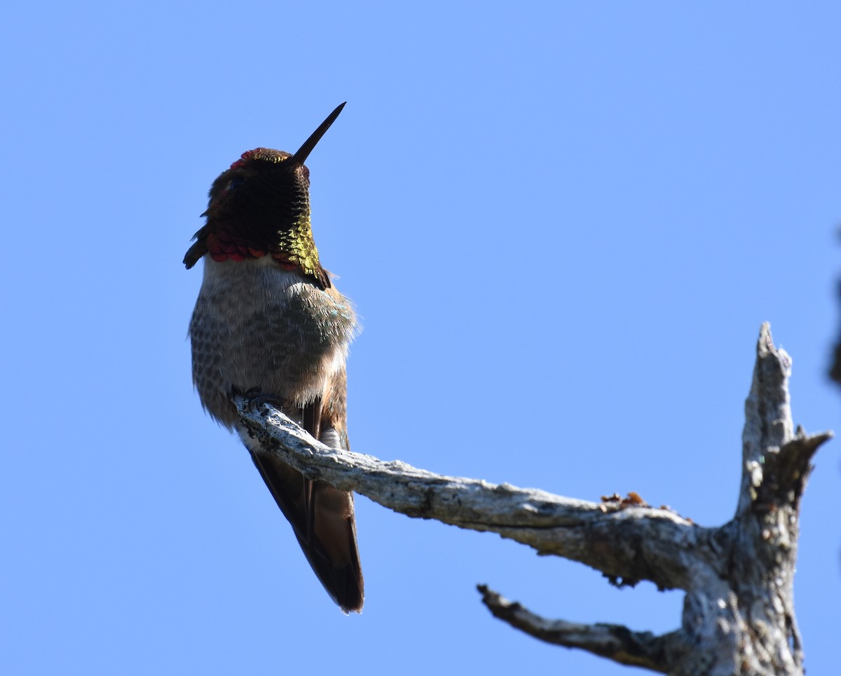 Anna's x Rufous Hummingbird (hybrid) - ML100899551