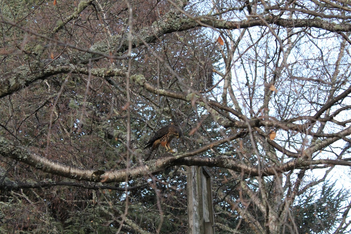 New Zealand Falcon - Robert Williams