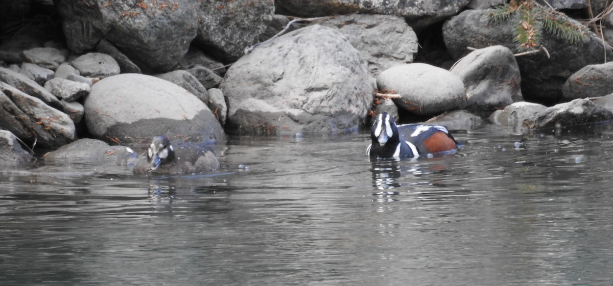 Harlequin Duck - ML100900281