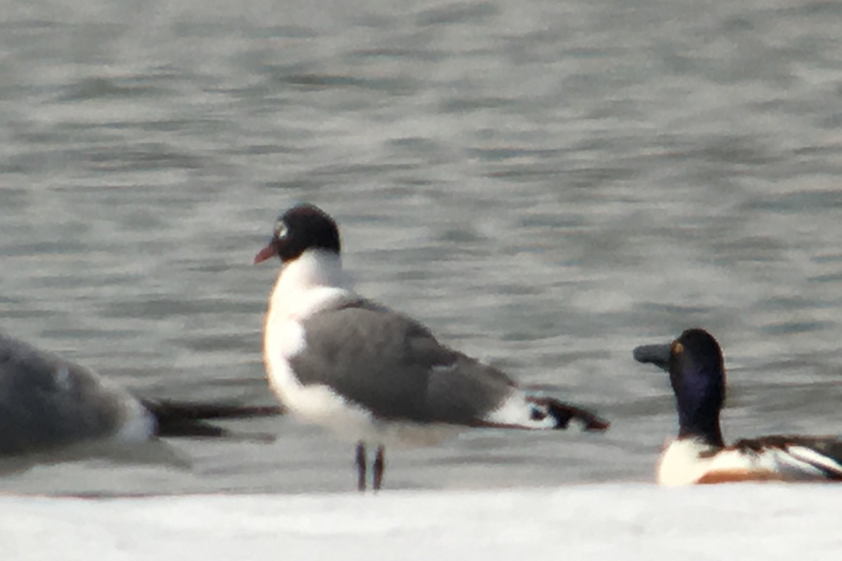 Franklin's Gull - ML100900911