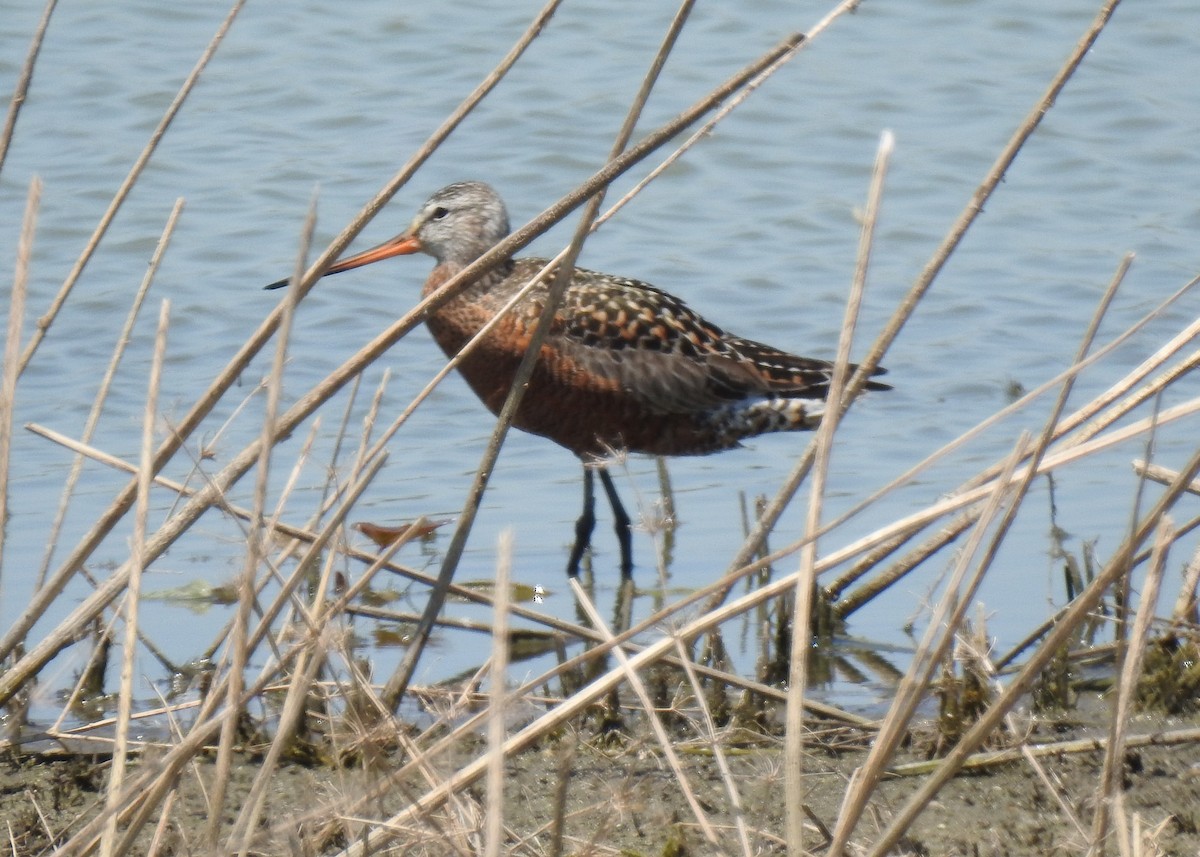 Hudsonian Godwit - ML100901151