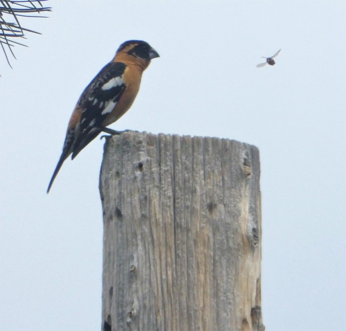 Black-headed Grosbeak - ML100901691