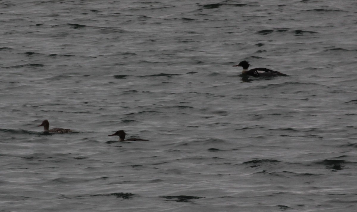 Red-breasted Merganser - ML100901891