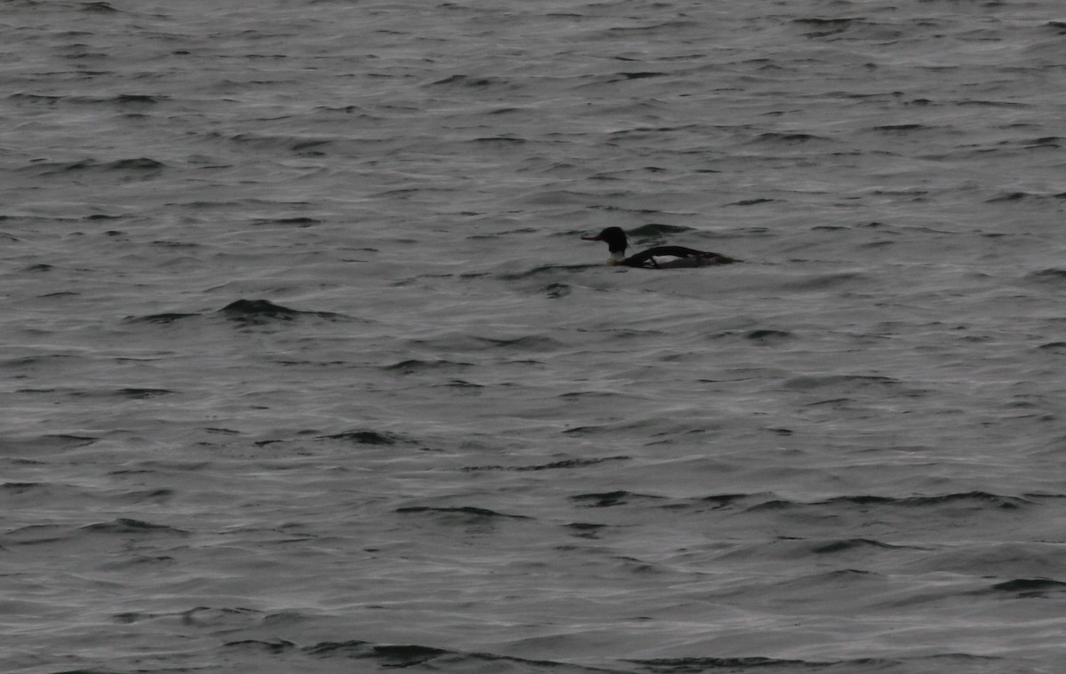 Red-breasted Merganser - ML100901931