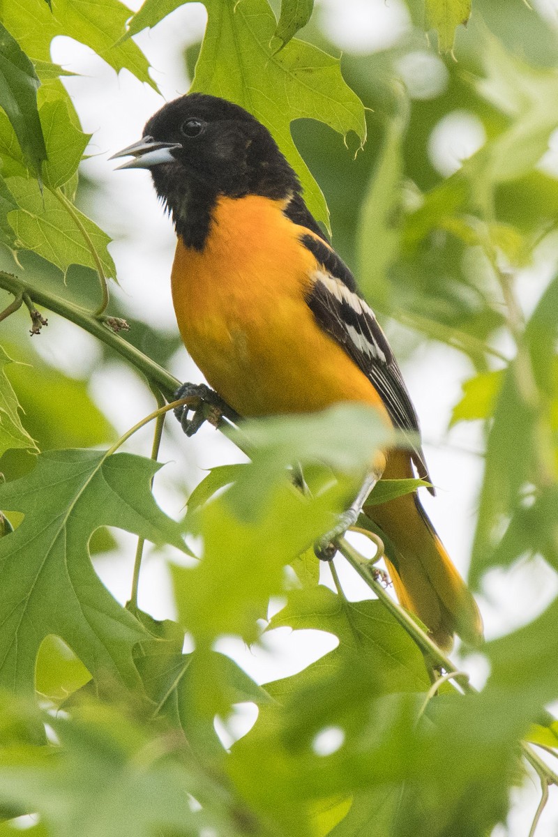 Baltimore Oriole - ML100904961