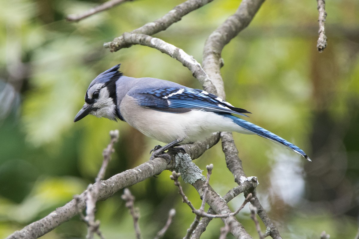 Blue Jay - ML100905351