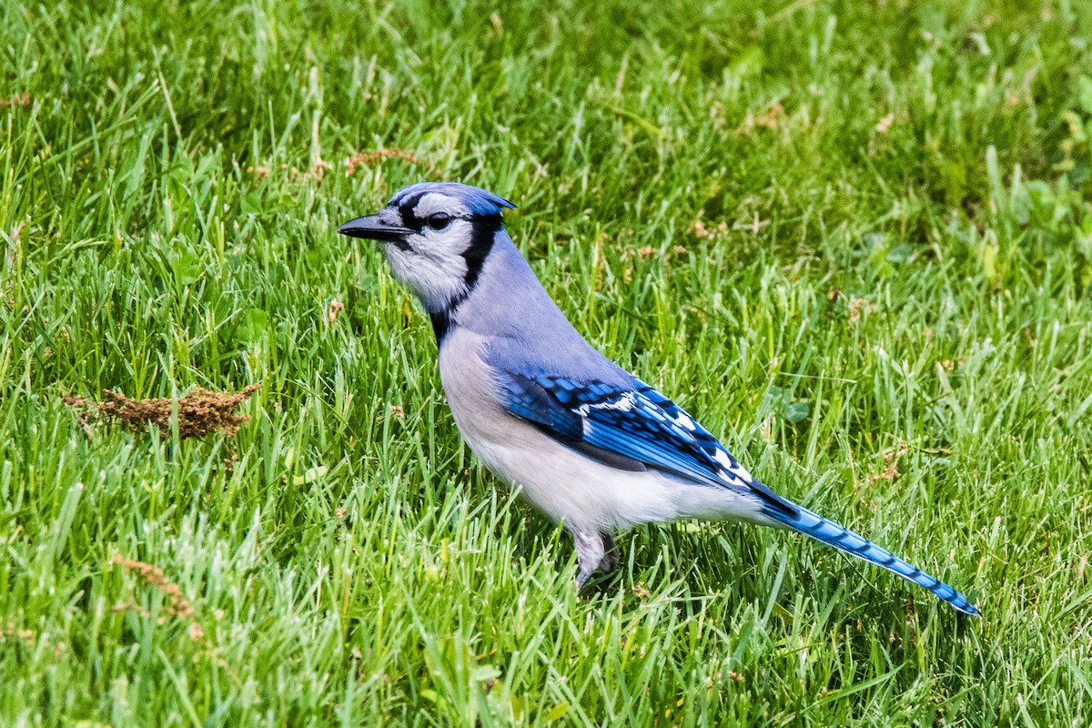 Blue Jay - ML100905361