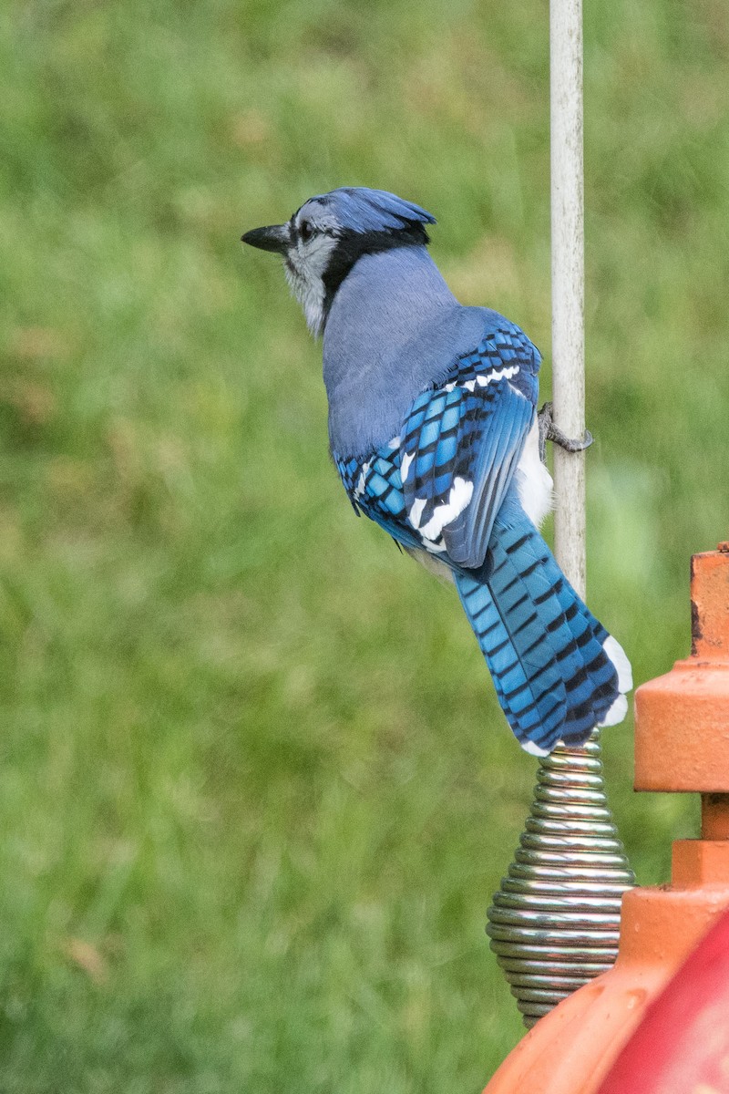 Blue Jay - ML100905371