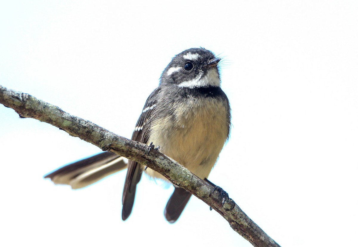 Gray Fantail - ML100906271