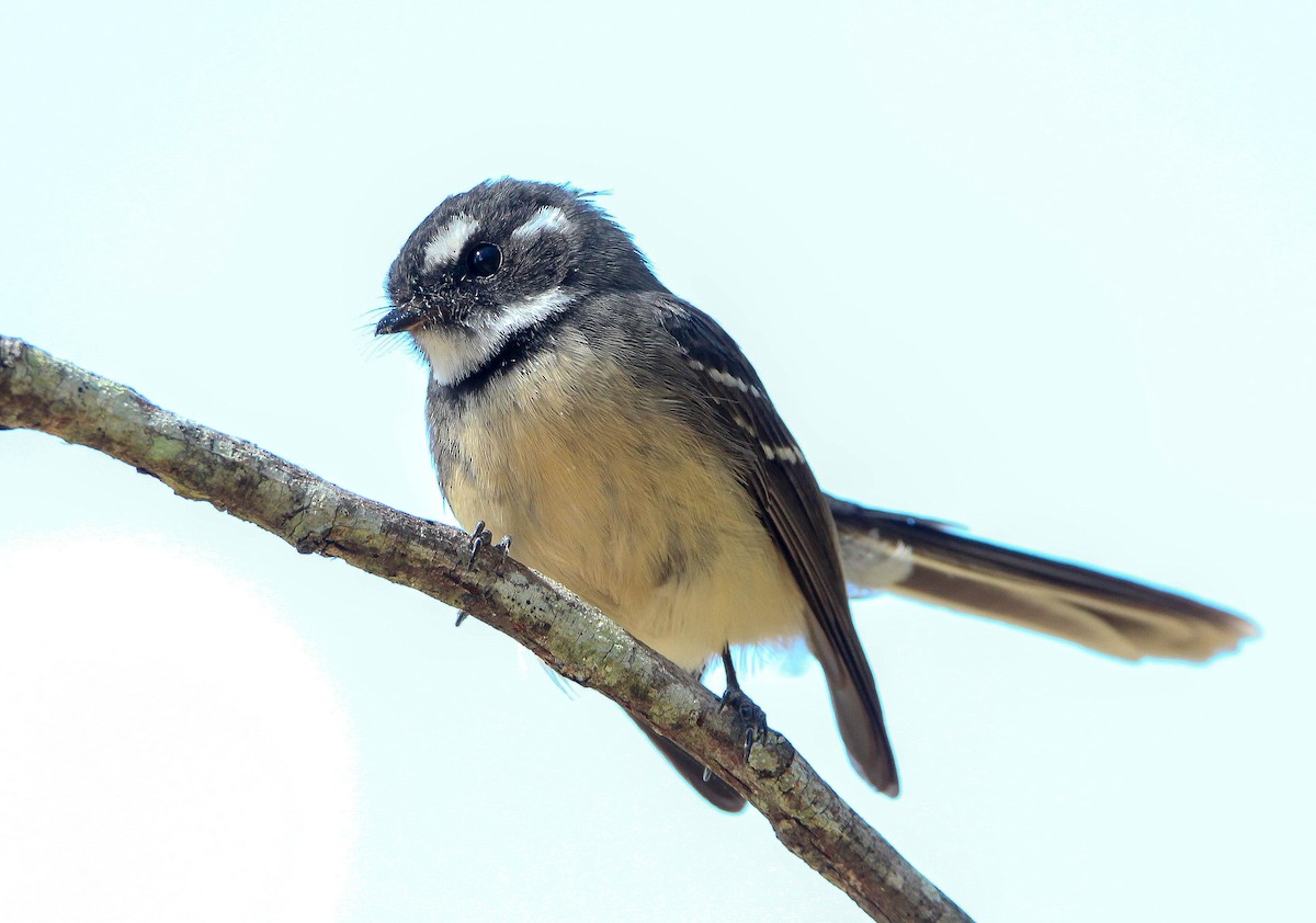 Gray Fantail - ML100906301