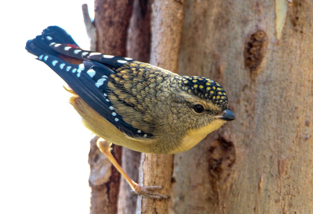 Spotted Pardalote - ML100906521