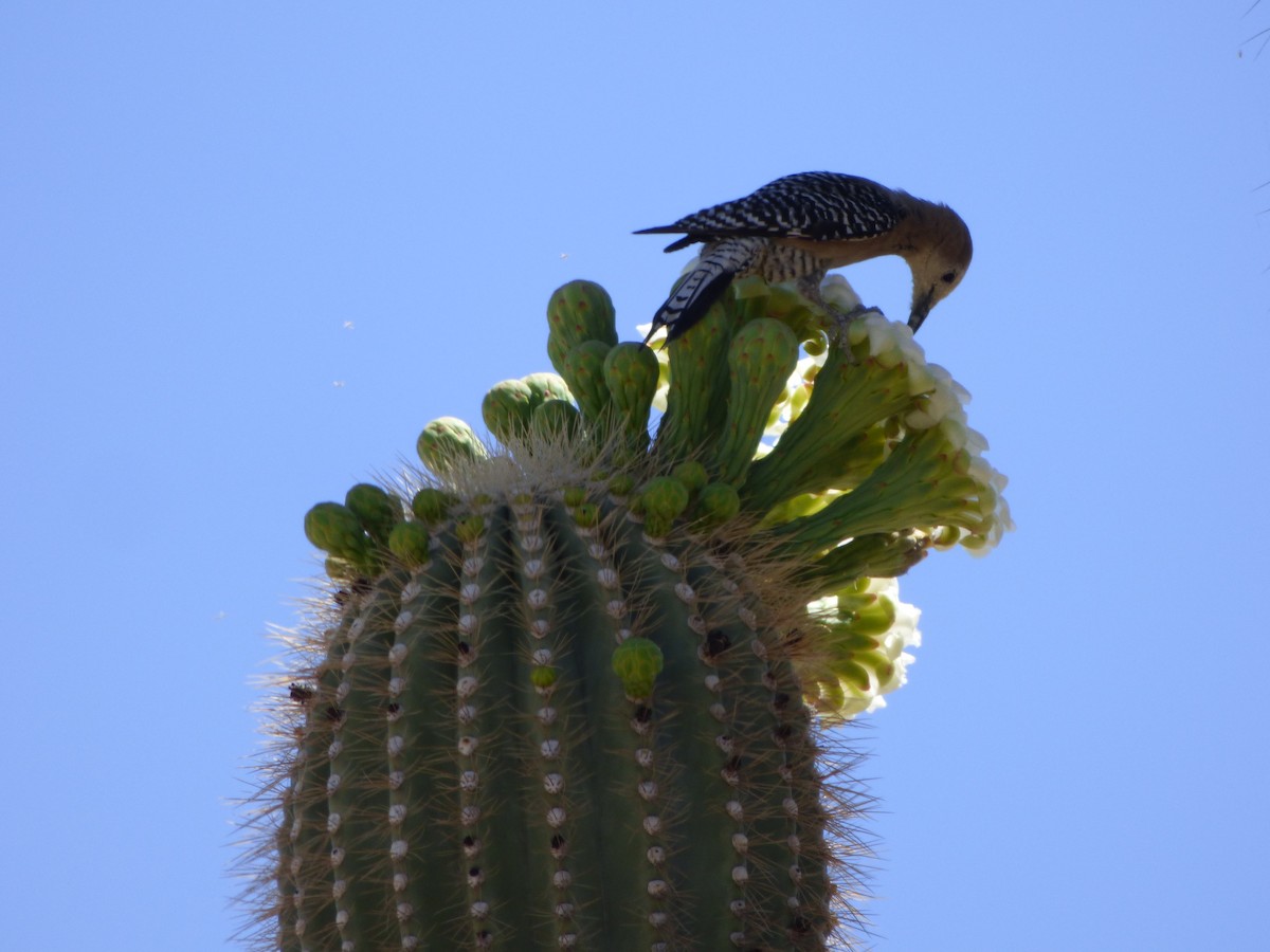 Gila Woodpecker - ML100907171