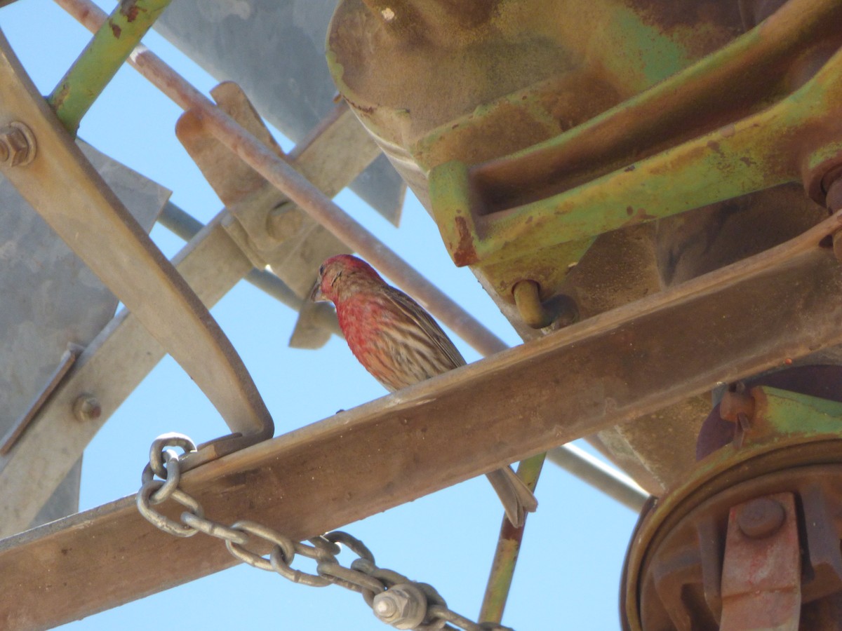 House Finch - ML100907331