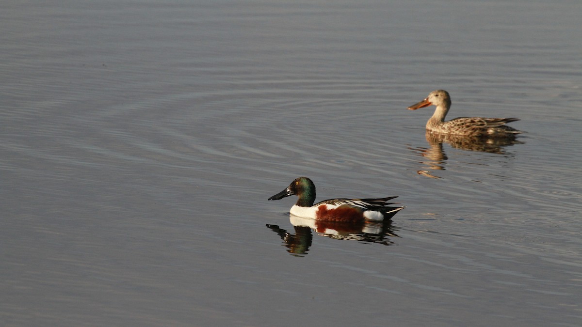 Northern Shoveler - ML100907471