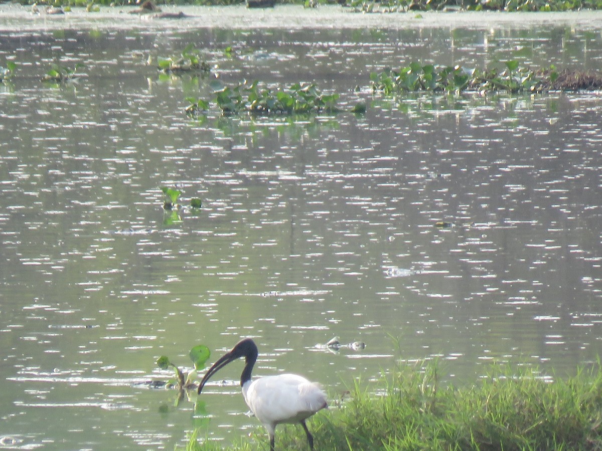 Black-headed Ibis - Bhavi K