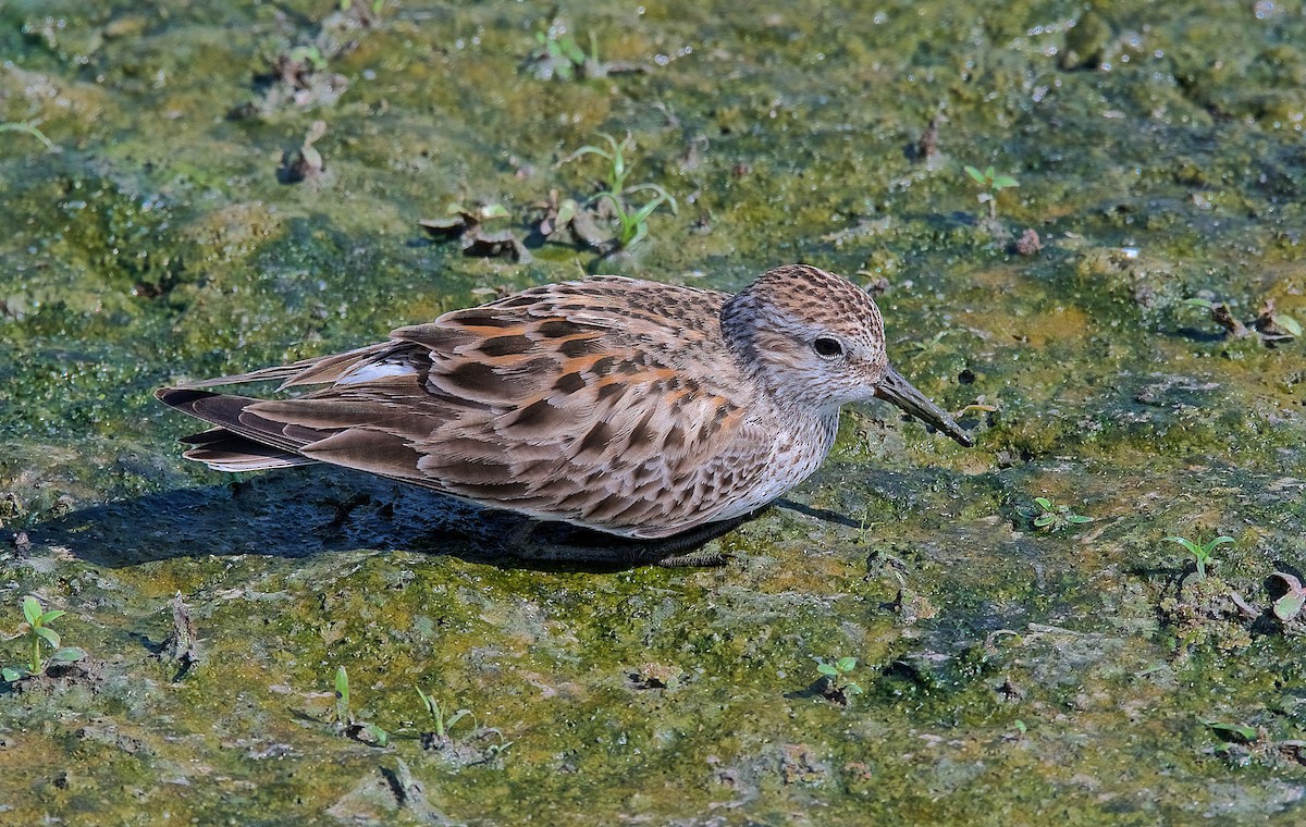 White-rumped Sandpiper - Harlan Stewart