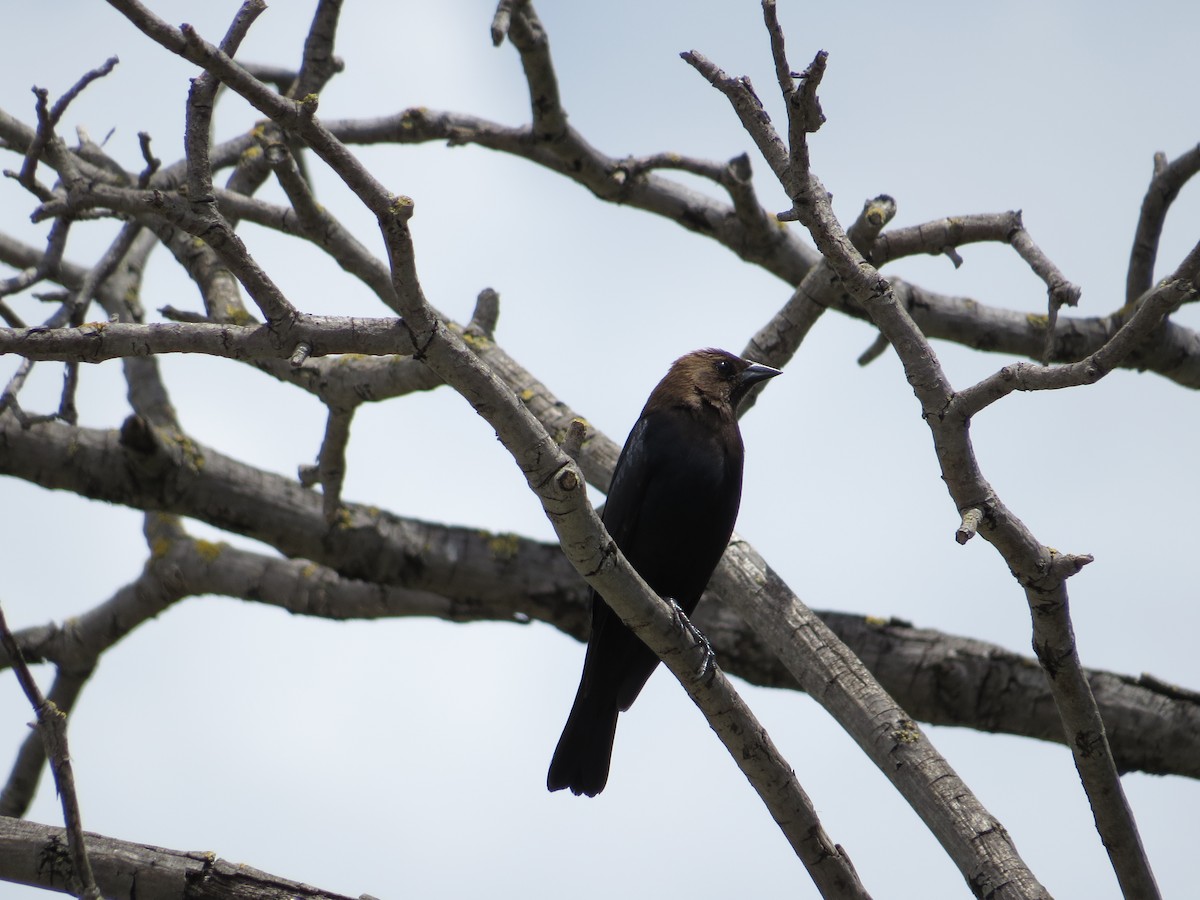 Brown-headed Cowbird - Daniel Madamba