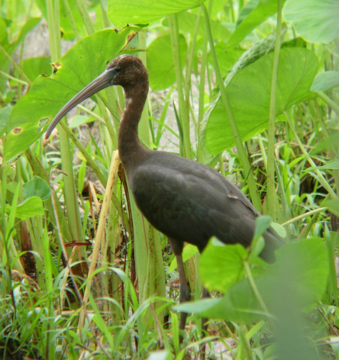 ibis hnědý - ML100908691