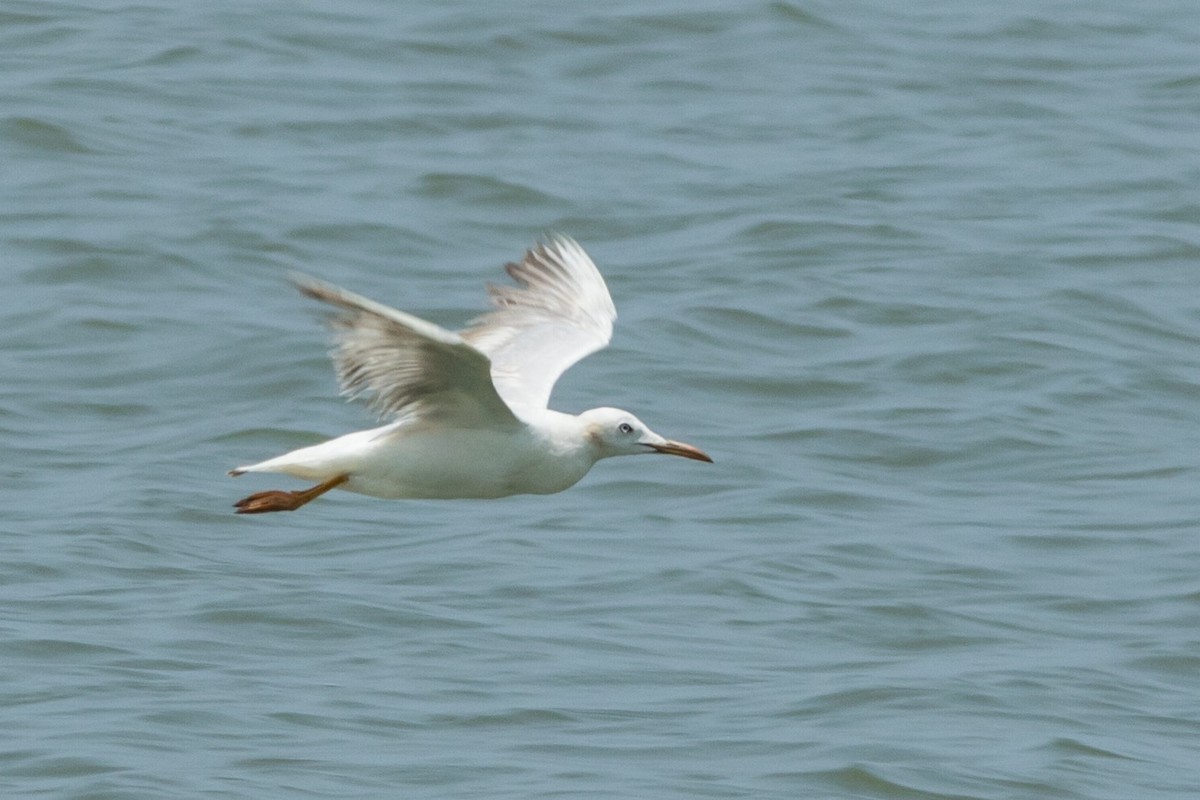 Slender-billed Gull - Nesrudheen PP