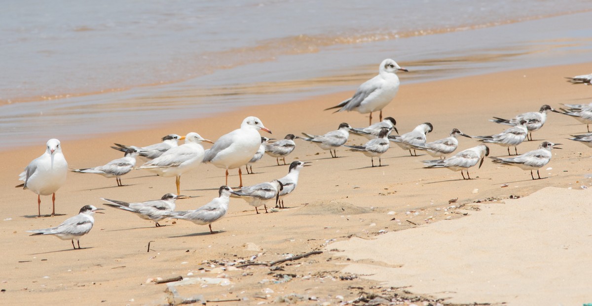 Slender-billed Gull - Nesrudheen PP