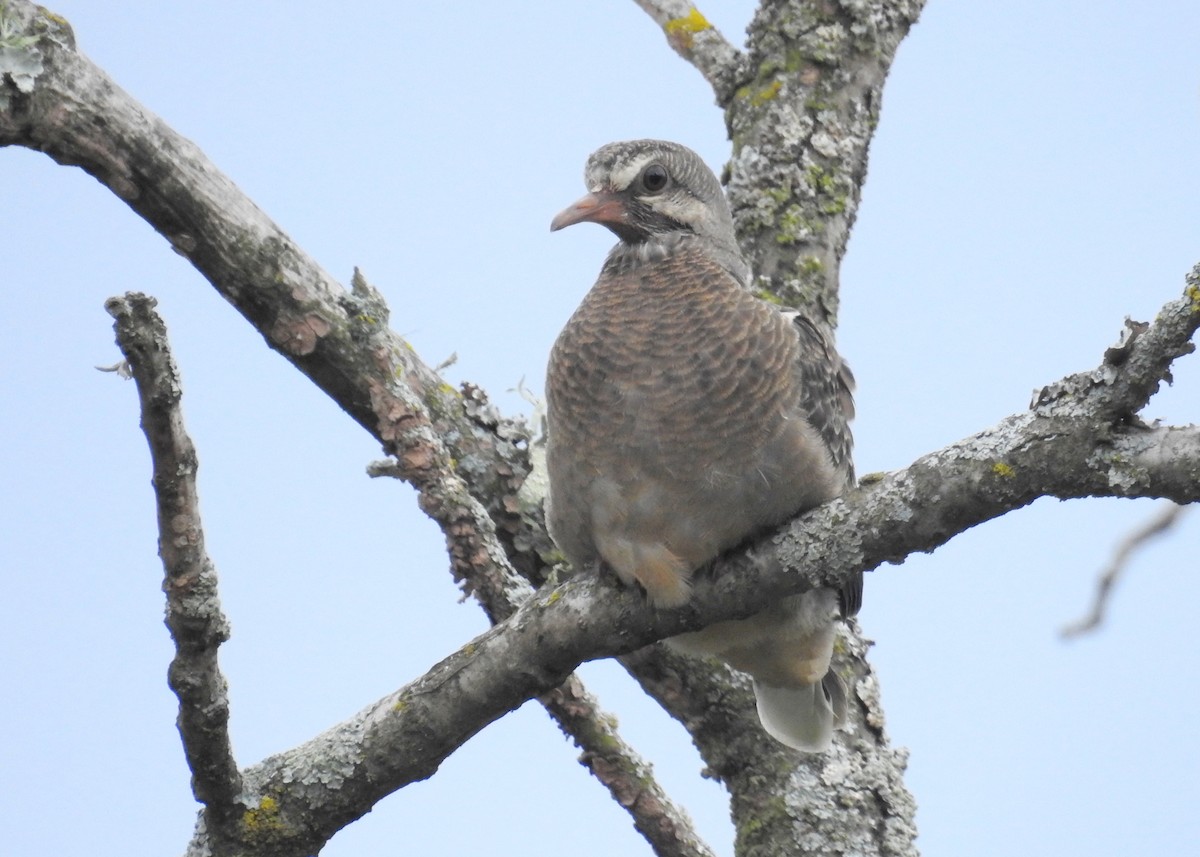 Eared Dove - Heidi Ware Carlisle