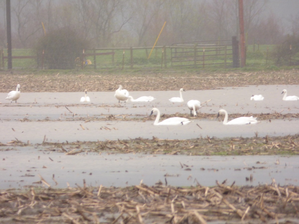Trumpeter Swan - ML100910491