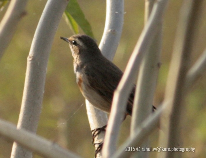 Bluethroat - Rahul Wakare