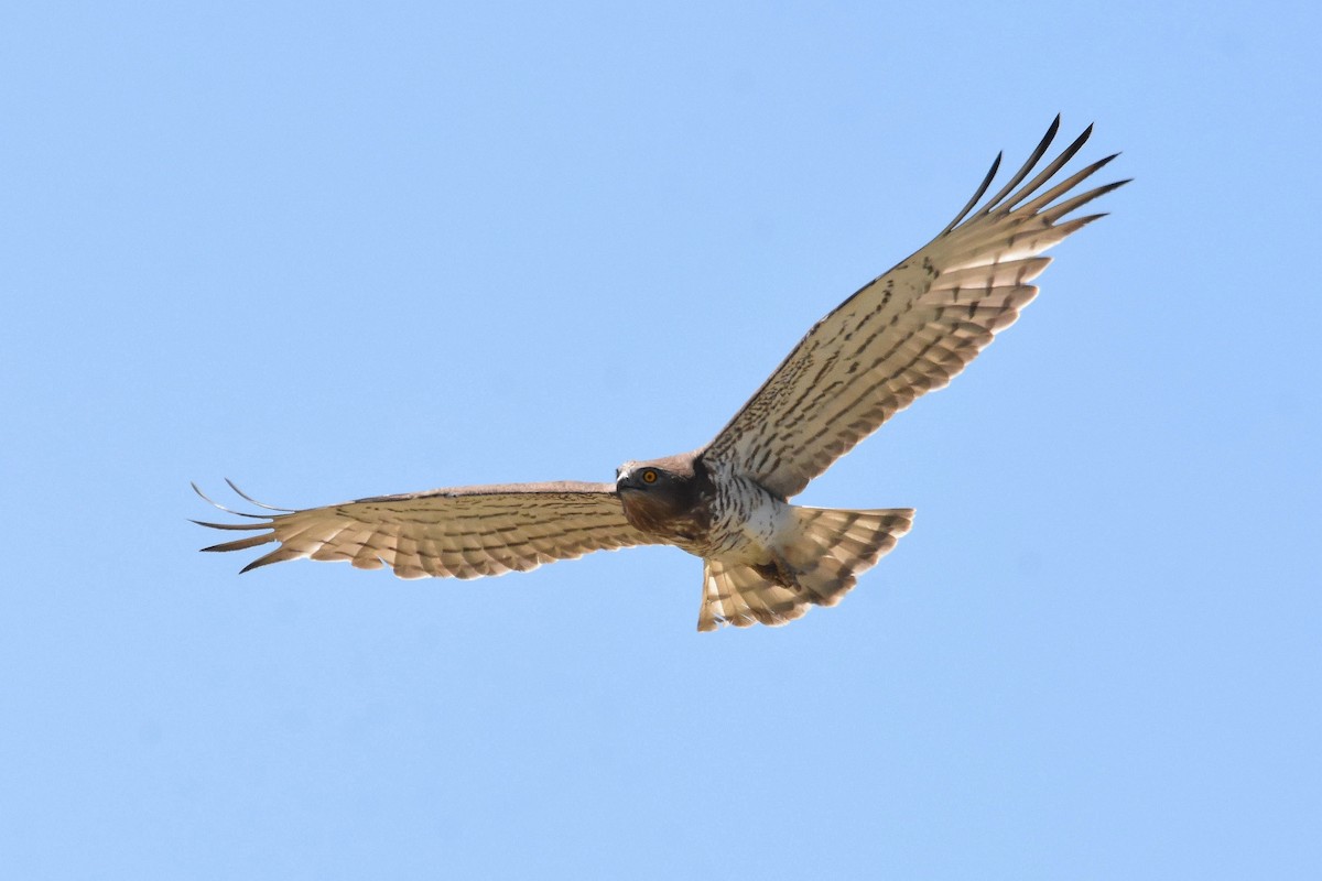 Short-toed Snake-Eagle - Giora Leitner